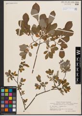 Salix aurita L. x Salix starkeana Willd.